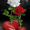 Rose love beautiful pink images flowers. 1