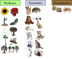 Producers Consumers And Decomposers Producers Consumers Decomposers List Of Animals Consumers