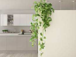 They come in tons of colors and. Indoor Climbing Plants How To Grow Climbing Houseplants