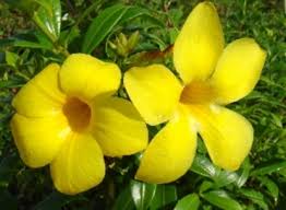 We did not find results for: Allamanda Bush Dwarf Allamanda Cathartica Naples Florida