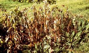 Check spelling or type a new query. Phytophthora Root Rot Of Raspberry Ohioline