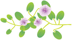 Image result for Ipomoea pes-caprae