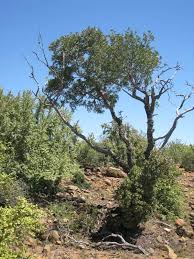 Image result for Ptaeroxylaceae