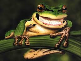640x428 cute tree frog wallpaper images pictures becuo · 1920x1200 cute frog wallpaper wallpapers · 1600x900 cute frog wallpaper 17814 open walls · 523x640 cute . Frog Wallpaper Nawpic