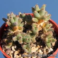 Image result for Urochloa marlothii