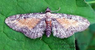 Image result for Eupithecia icterata
