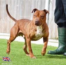Bruce Lee From Uk Apbt Ukc Pitbull Dog Dogs Big Dogs