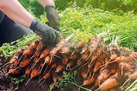 When is the best time to pull carrots? How And When To Harvest Carrots Gardener S Path