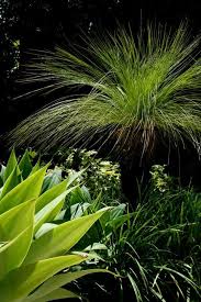 Connell S Point Garden By My Verandah Agave Australian Grass Tree Australian Garden Australian Garden Design Tree Garden Design