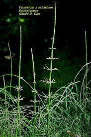 Image result for Equisetaceae