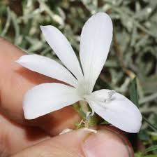 Image result for Barleria laceratiflora