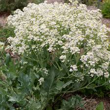 Image result for Crambe hispanica