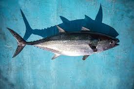 Pics of oun tuna : 106 585 Tuna Fish Photos Free Royalty Free Stock Photos From Dreamstime