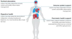 Image result for Lipase