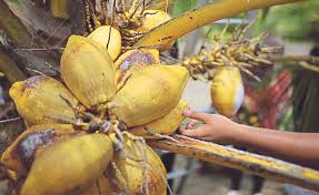 Jual beli kelapa langsung dari petani dan supplier seluruh indonesia. Perkenal Baka Hibrid