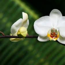 Send flowers to miami with our florists ! Brickell Ave Flowers Brickellflowers Twitter