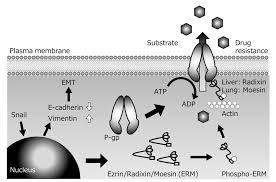 Image result for P-Glycoprotein