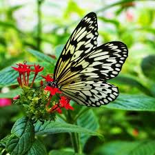 Wild indigo / genus baptisia. Attracting Butterflies Tips To Attract Butterflies To Your Yard Like A Magnet