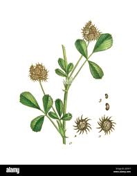 Image result for Medicago polymorpha