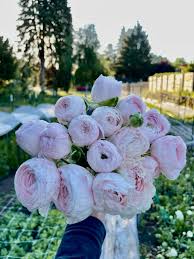 Image result for Ranunculus  cooleyae