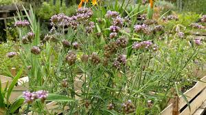 Maybe you would like to learn more about one of these? Verbena Bonariensis Lollipop Youtube