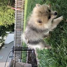 Gossip has suggested a question of who is the sired of. Akc Female Labrador Retriever Puppy For Sale At Loretto Tennessee Puppies For Sale Puppies Small Dog Breeds