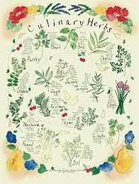 Culinary Herbs Sayuran Lukisan Desain