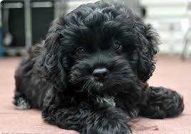 This breed is recognized by the achc (american canine hybrid club). Goldendoodle Puppies And Cockapoo Puppies In Virginia By Carriage House Premium Goldendoodle Breeder