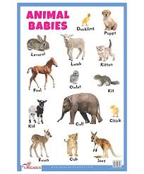 animal babies educational chart