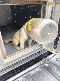 Find and adopt a pet on petfinder today. Animal Shelter Humane Society Team Up To Find Dog Found With Head In A Jar A New Home Robesonian