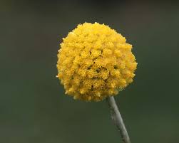 ﻿find unique fall flowers, like this adorable, dried billy button bundle in natural golden yellow. Pycnosorus Globosus Syn Craspedia Globosa Gardensonline