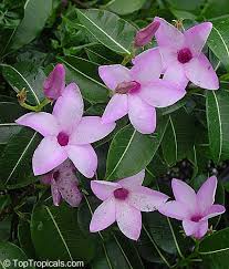 Image result for Wahlenbergia madagascariensis