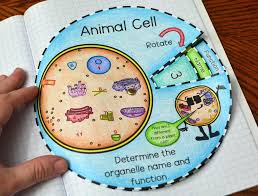 We did not find results for: Animal And Plant Cell Foldable Cuadernos Interactivos De Ciencias Ciencias De La Escuela Intermedia Ensenanza Biologia