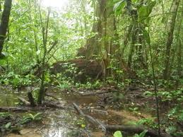 Image result for Newtonia hildebrandtii