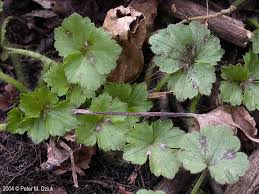 Image result for Ranunculus hispidus