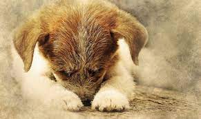 15 Signalen Waaruit Blijkt Dat Je Hond Pijn Heeft De Nieuwe Hond