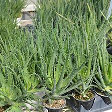 Image result for Aloe wollastonii