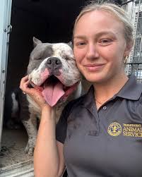 Stray Dogs at Metro Animal Services in Louisville