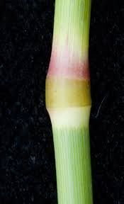 Image result for Dactyloctenium giganteum