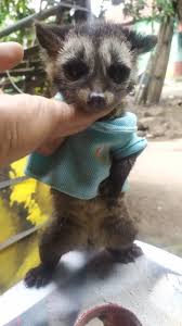 Check spelling or type a new query. Lucky Herdianto Paradoxurus Hermaphroditus Jadi Hoby Baru Pecinta Mamalia Pena Journalis