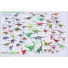 Dinosaur Evolution Chart Findgift Com