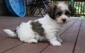 We did not find results for: Havanese Puppies For Sale Goldsboro Nc 245281