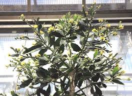 Image result for Brasiliopuntia