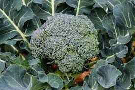 Jan 05, 2021 · broccoli is perfectly happy to be grown in pots. Growing Broccoli Planting Growing And Harvesting Broccoli Plants The Old Farmer S Almanac