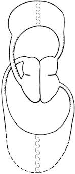 Circulatory system organs labeled h. Www Lessontutor Com Introduction To The Circulatory System Lesson Tutor