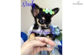 Young energetic dog is walking in the meadow. Applehead Micro Teacup Long Hair Chihuahua Baily Chihuahua Chihuahua Puppies For Sale Long Haired Chihuahua Puppies