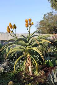 Image result for Aloe munchii