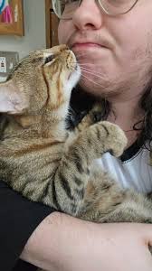 Identify friendly stray cat in Cincinnati?