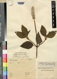 Image result for Cyathula cylindrica