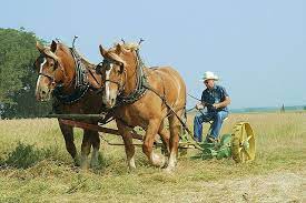 Pin On Draft Horses